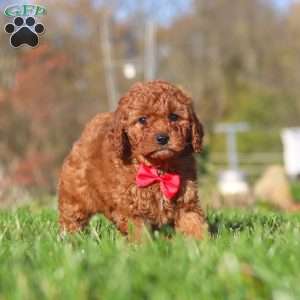 Cash, Cavapoo Puppy